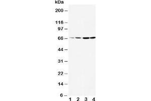 Western blot testing of DRD1 antibody and Lane 1:  rat testis;  2: rat brain;  3: U87;  4: HeLa cell lysate. (Dopamine Receptor d1 antibody  (AA 221-242))