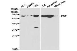Western Blotting (WB) image for anti-Macrophage Scavenger Receptor 1 (MSR1) antibody (ABIN1873760)