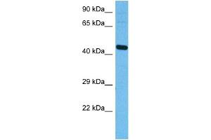 Host:  Rabbit  Target Name:  ATF4  Sample Tissue:  Mouse Brain  Antibody Dilution:  1ug/ml