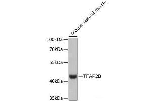Western blot analysis of extracts of Mouse skeletal muscle using TFAP2B Polyclonal Antibody at dilution of 1:3000. (TFAP2B antibody)