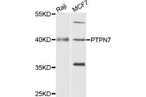 Western blot analysis of extracts of various cell lines, using PTPN7 antibody (ABIN5972224) at 1/1000 dilution. (PTPN7 antibody)