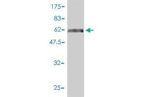 Western Blot detection against Immunogen (71. (TUBA3C antibody  (AA 1-418))