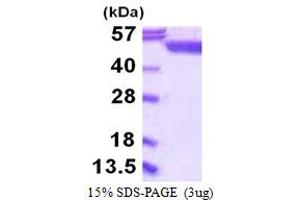 SDS-PAGE (SDS) image for serine Hydroxymethyltransferase 1 (Soluble) (SHMT1) (AA 1-483) protein (His tag) (ABIN667617)