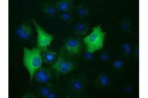 Anti-BUB1B mouse monoclonal antibody (ABIN2452850) immunofluorescent staining of COS7 cells transiently transfected by pCMV6-ENTRY BUB1B (RC205844). (BUB1B antibody)