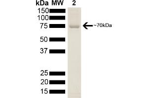 HSP70 Protein (His tag)