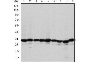 Western blot analysis using PHB mouse mAb against A431 (1), MCF-7 (2), Jurkat (3), Hela (4), HepG2 (5), A549 (6), NIH/3T3 (7), Cos7 (8) and PC-12 (9) cell lysate.