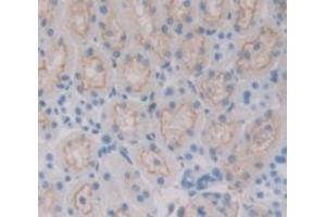 Figure. (IDO antibody  (AA 276-360))