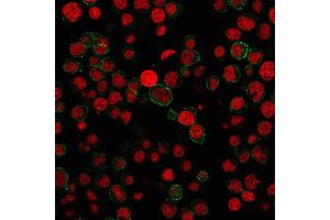 Immunofluorescence (IF) image for anti-Platelet/endothelial Cell Adhesion Molecule (PECAM1) (AA 625-738) antibody (ABIN6940277)