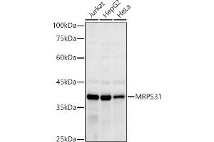 Western blot analysis of extracts of various cell lines, using MRPS31 antibody (ABIN7268585) at 1:1000 dilution. (MRPS31 antibody)