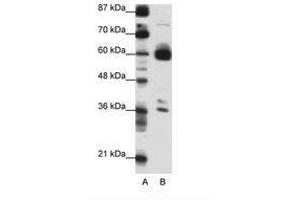 Image no. 1 for anti-CIR1 (C-Term) antibody (ABIN6736148) (CIR1 antibody  (C-Term))
