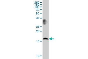LSM1 MaxPab polyclonal antibody. (LSM1 antibody  (AA 1-133))