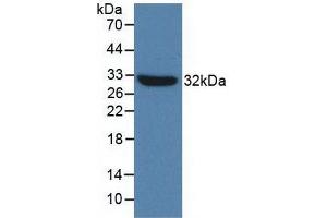 Western blot analysis of recombinant Mouse TLR4. (TLR4 antibody  (AA 26-269))