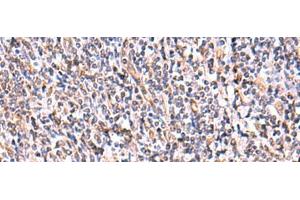 UXS1 antibody