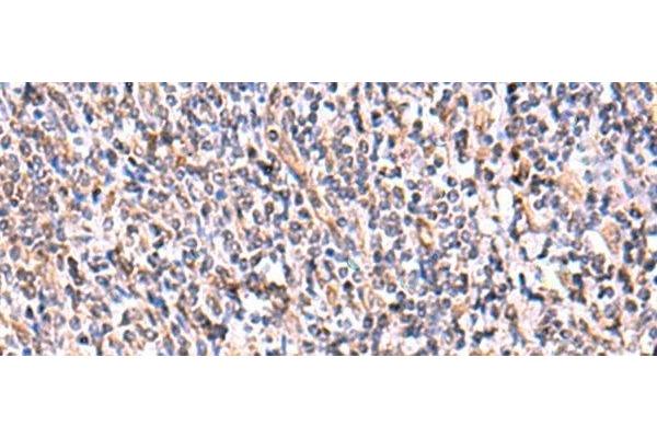 UXS1 antibody