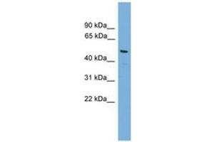 Image no. 1 for anti-Gap Junction Protein, alpha 8, 50kDa (GJA8) (N-Term) antibody (ABIN6744731) (GJA8 antibody  (N-Term))
