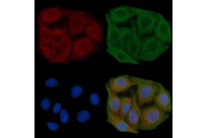 ABIN6260821 and ABIN6277548 staining Hela cells(45 min of heat-shock) by IF/ICC. (CHRM5 antibody  (C-Term))