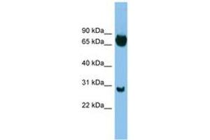 Image no. 1 for anti-SRY (Sex Determining Region Y)-Box 13 (SOX13) (C-Term) antibody (ABIN6744499) (SOX13 antibody  (C-Term))