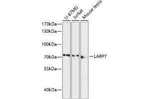 Western blot analysis of extracts of various cell lines, using L antibody (ABIN6128191, ABIN6143096, ABIN6143097 and ABIN6216959) at 1:3000 dilution. (LARP7 antibody  (AA 160-380))