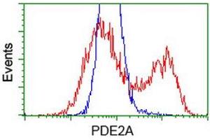 HEK293T cells transfected with either RC207219 overexpress plasmid (Red) or empty vector control plasmid (Blue) were immunostained by anti-PDE2A antibody (ABIN2454149), and then analyzed by flow cytometry. (PDE2A antibody)