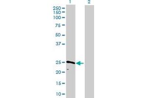 Western Blot analysis of CAPNS1 expression in transfected 293T cell line by CAPNS1 MaxPab polyclonal antibody. (Calpain S1 antibody  (AA 1-268))