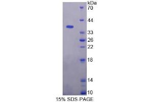 SDS-PAGE analysis of Rat KMO Protein. (KMO Protein)