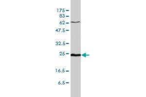 SDF2 antibody  (AA 20-211)