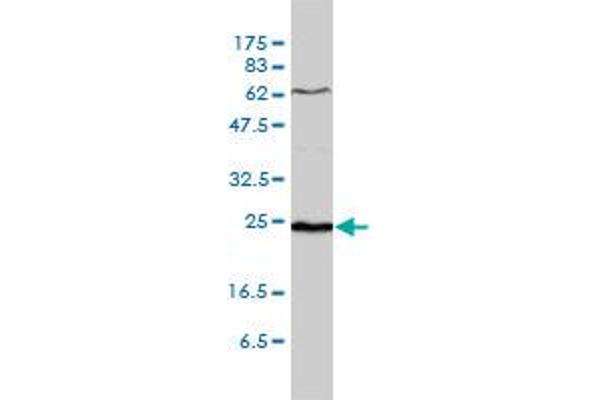 SDF2 antibody  (AA 20-211)
