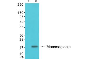 Western blot analysis of extracts from colon cells, using Mammaglobin Antibody (ABIN2843548). (Mammaglobin antibody  (Internal Region))