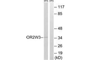 Western blot analysis of extracts from NIH-3T3 cells, using OR2W3 Antibody. (OR2W3 antibody  (AA 141-190))