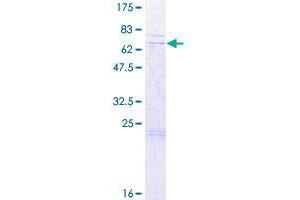 C7orf64 Protein (AA 1-367) (GST tag)