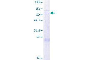 Image no. 1 for Chromosome 7 Open Reading Frame 64 (C7orf64) (AA 1-367) protein (GST tag) (ABIN1317615) (C7orf64 Protein (AA 1-367) (GST tag))