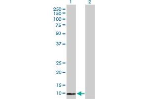 Western Blot analysis of COX6B2 expression in transfected 293T cell line by COX6B2 MaxPab polyclonal antibody. (COX6B2 antibody  (AA 1-88))