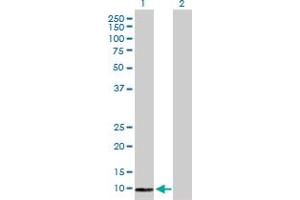 Western Blot analysis of COX6B2 expression in transfected 293T cell line by COX6B2 MaxPab polyclonal antibody.