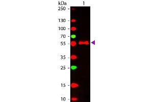 Western Blot of ATTO 647N conjugated Goat anti-Mouse IgG2b (gamma 2b chain) Pre-adsorbed secondary antibody.