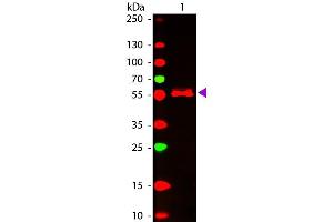 Western Blot of ATTO 647N conjugated Goat anti-Mouse IgG2b (gamma 2b chain) Pre-adsorbed secondary antibody. (Goat anti-Mouse IgG2b (Heavy Chain) Antibody (Atto 647N) - Preadsorbed)