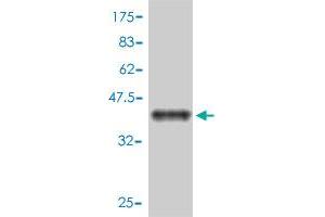 Western Blot detection against Immunogen (39. (SH2D1A antibody  (AA 1-128))