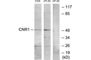Western blot analysis of extracts from HT-29/COS7 cells, using CNR1 Antibody. (CNR1 antibody  (AA 151-200))