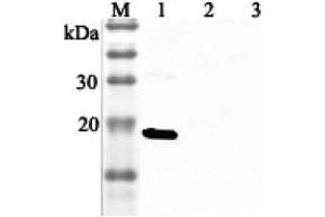 Western blot analysis using anti-IL-33 (human), pAb  at 1:2'000 dilution. (IL-33 antibody)