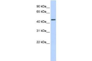 Western Blotting (WB) image for anti-Ring Finger Protein 133 (RNF133) antibody (ABIN2458745) (RNF133 antibody)