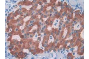 DAB staining on IHC-P; Samples: Rat Pancreas Tissue (IL1A antibody  (AA 115-270))