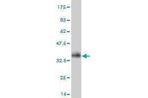 Western Blot detection against Immunogen (33. (FAM189A2 antibody  (AA 383-450))