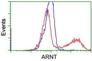 Image no. 2 for anti-Aryl Hydrocarbon Receptor Nuclear Translocator (ARNT) antibody (ABIN1496730) (ARNT antibody)