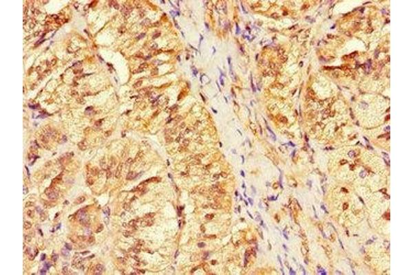 Anoctamin 4 antibody  (AA 1-200)