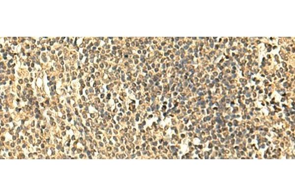 UNKL antibody