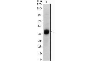 Western blot analysis using FOXA2 mouse mAb against A549 (1) cell lysate. (FOXA2 antibody)
