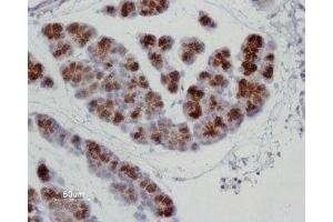 Expression of AQP8 in rat pancreas - Immunohistochemical staining of rat pancreas paraffin-embedded sections using Anti-Aquaporin 8 Antibody (ABIN7042944 and ABIN7045205), (1:100). (Aquaporin 8 antibody  (Intracellular, N-Term))