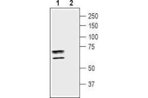 Western blot analysis of mouse brain membranes: - 1. (TAUT antibody  (C-Term, Intracellular))