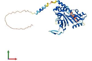AlphaFold protein structure predicition of Human Recombinant RPUSD4 Protein, UniprotID Q96CM3