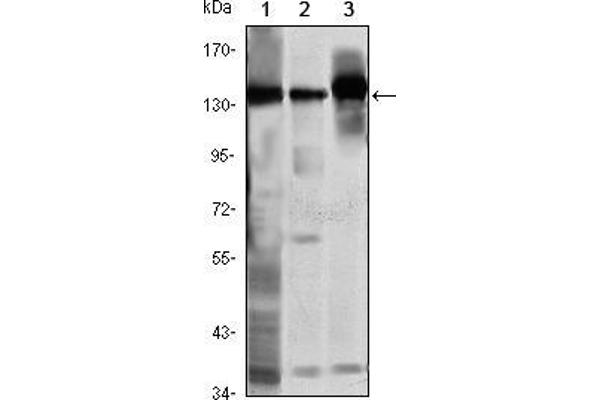 SMC1A antibody