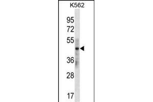 KRT33B Antibody (N-term) (ABIN1539513 and ABIN2850100) western blot analysis in K562 cell line lysates (35 μg/lane).